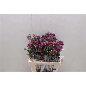 Di Solomio Mysteryfly