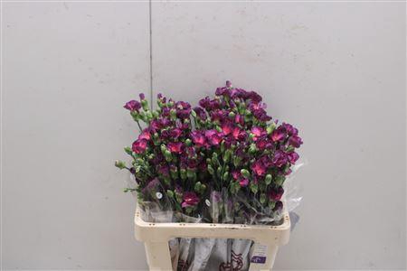 <h4>Di Solomio Mysteryfly</h4>