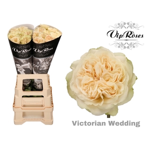 R GR VICTOR WEDDING+ x 20