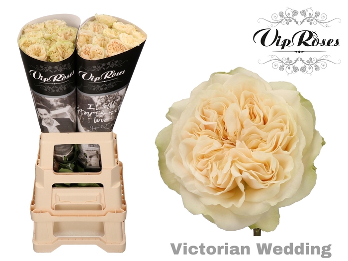 R GR VICTOR WEDDING+ x 20