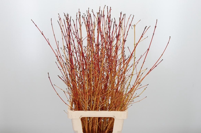 <h4>Cornus Winter Beach</h4>