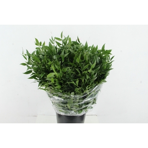 RUSCUS DANAE RACEMOSA 200GR