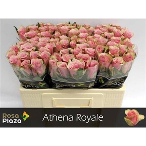 R Gr Athena Royale