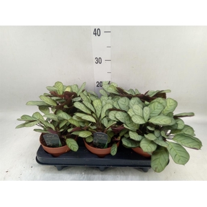 Ctenanthe burle-marxii 'Amagris'