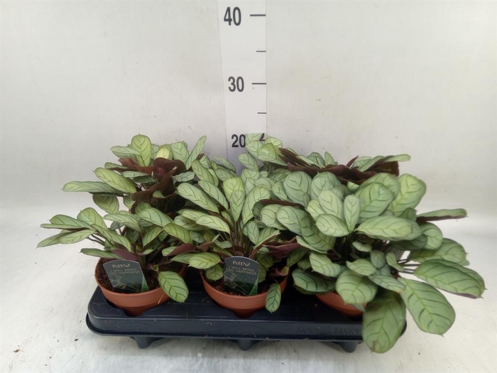 <h4>Ctenanthe burle-marxii 'Amagris'</h4>