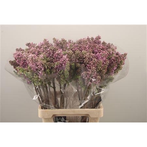 Syr Ruhm Von Horstenstein