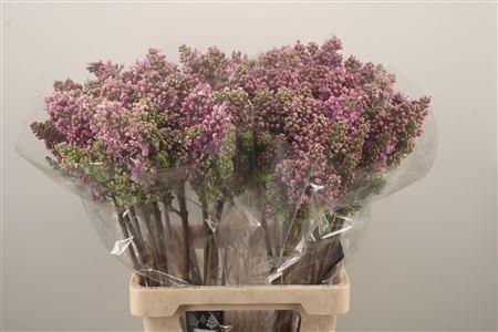 <h4>Syr Ruhm Von Horstenstein</h4>