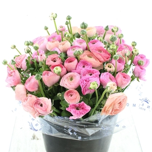 Ran El Sr Salmon Super