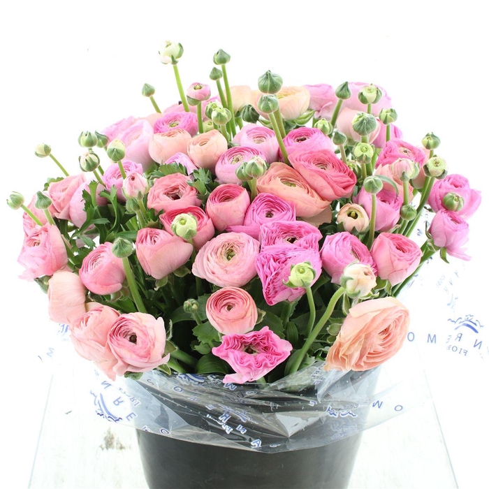 <h4>Ran El Sr Salmon Super</h4>