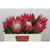 Protea Cynaroides Madiba