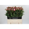 Paeonia Sarah Bernhardt