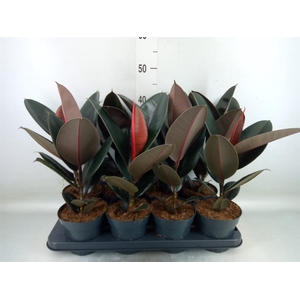 Ficus elastica 'Abidjan'