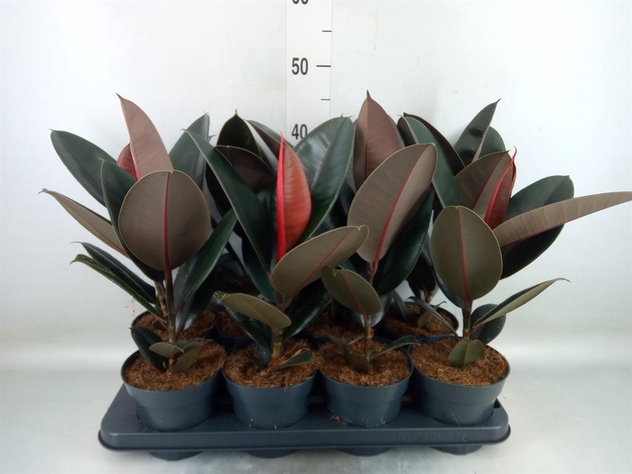 <h4>Ficus elastica 'Abidjan'</h4>