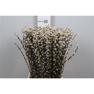 Salix Ca Snow Flake