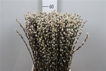 <h4>Salix Ca Snow Flake</h4>