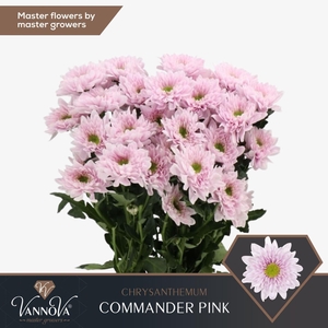 CHRYSANTHEMUM TR 'COMMANDER PINK'