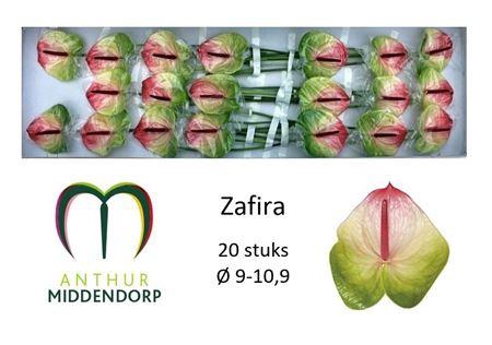 <h4>Anth A Zafira</h4>