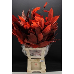 Dr Kastanje Stab Red