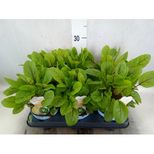Rumex sanguineus ssp. sanguineus