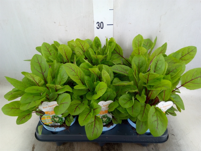 <h4>Rumex sanguineus ssp. sanguineus</h4>