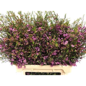 Chame Un Purple Prid