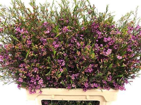 <h4>Chame Un Purple Prid</h4>