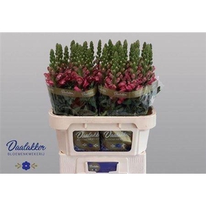 ANTIR AVIGNON C ROSE