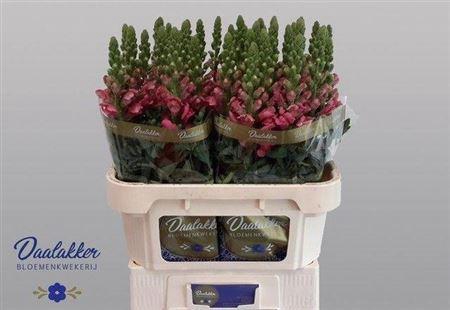 <h4>ANTIR AVIGNON C ROSE</h4>