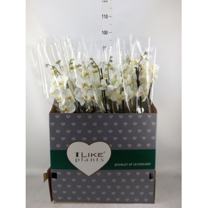 Phalaenopsis   ...white