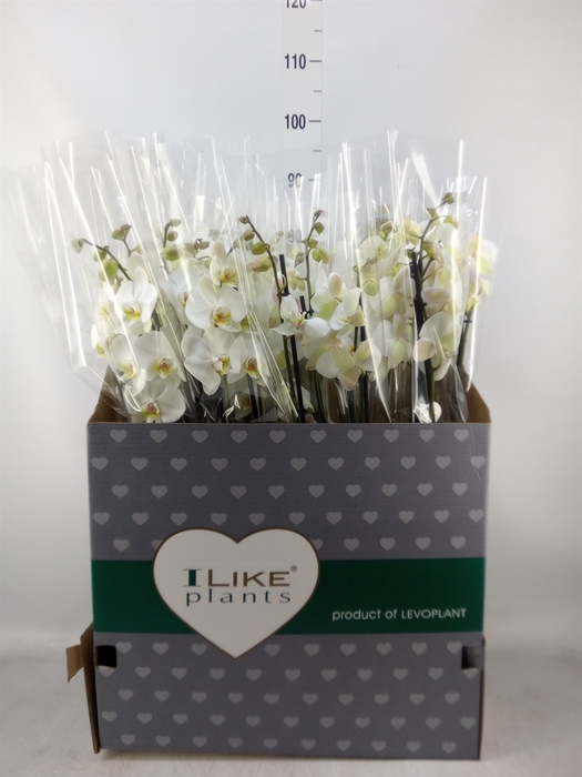 <h4>Phalaenopsis   ...white</h4>