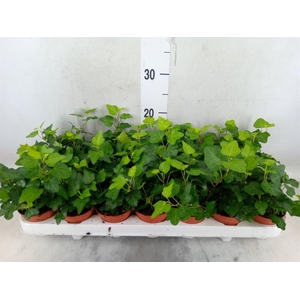 Hedera helix 'Wonder'
