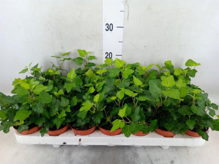 <h4>Hedera helix 'Wonder'</h4>