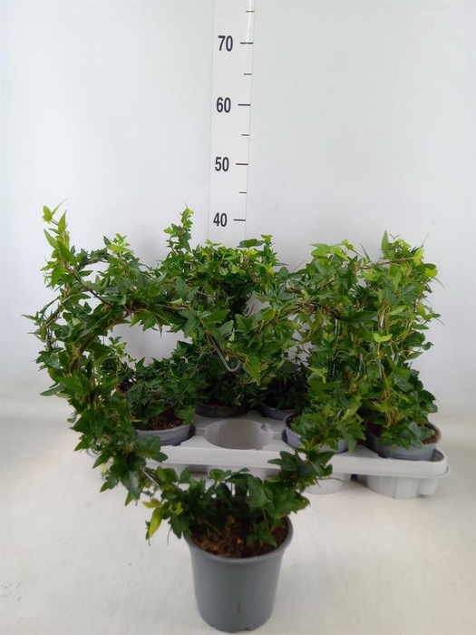 <h4>Hedera   ...</h4>