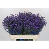 Aster Baby Parade