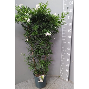SOLANUM JASMINOIDES