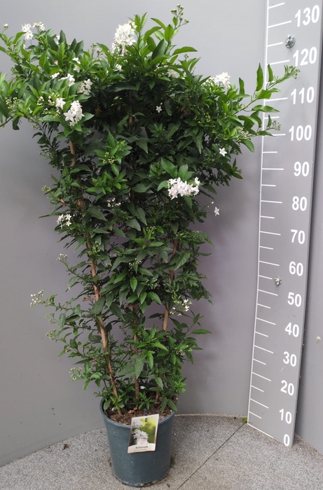 <h4>SOLANUM JASMINOIDES</h4>