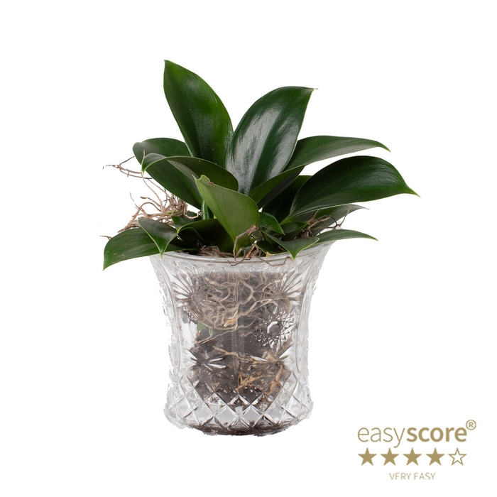 PHILODENDRON ERUB. P7 CRYSTAL