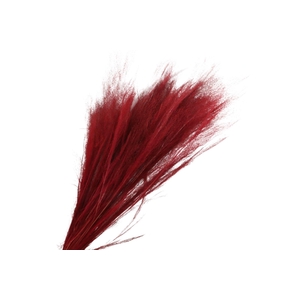 Agrostis Red