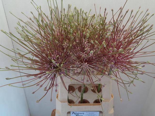 <h4>ALLIUM SCHUBERTII</h4>