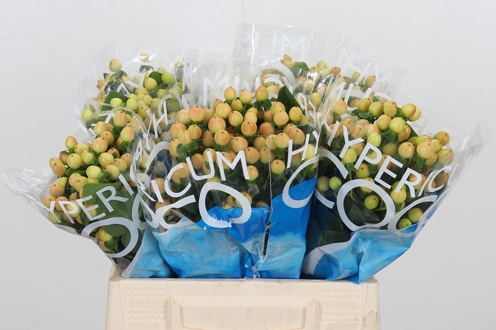 <h4>Hyp Coco Gelato</h4>