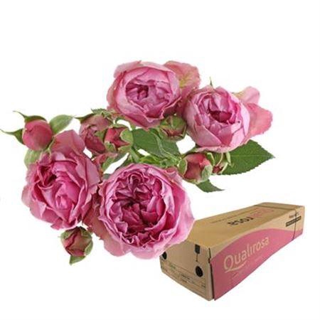 <h4>R Tr Misty Bubbles - In Box</h4>