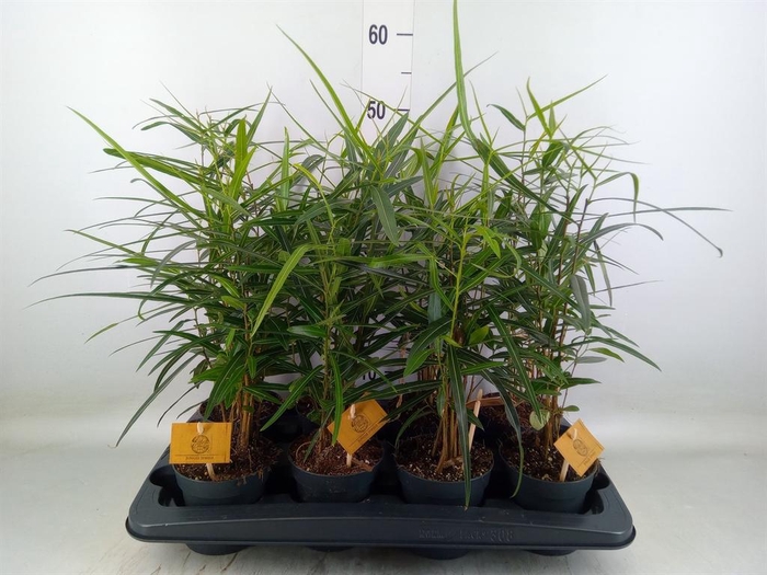 <h4>Brachychiton ...</h4>