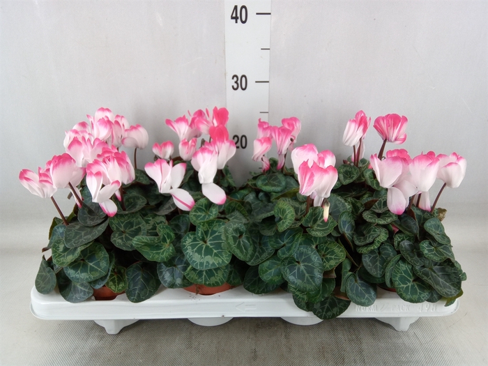 <h4>Cyclamen MD 'Indiaka'</h4>