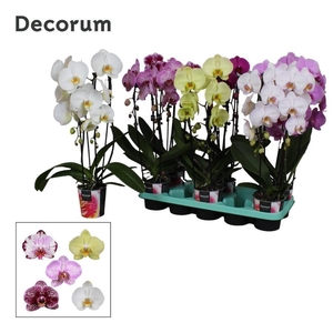 Phalaenopsis 2 tak Decorum Cascade mix