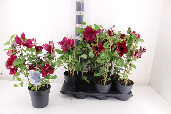 <h4>CLEM BOULEVARD OV</h4>