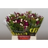 BQ Wild Flower