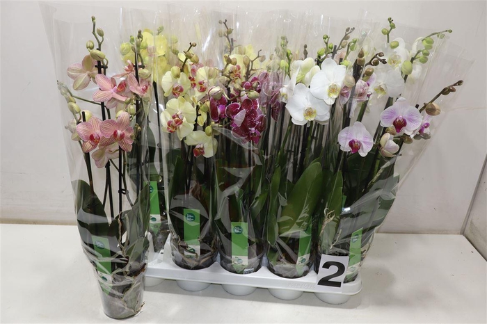 <h4>arr8 Phal Gem 6 Kl</h4>