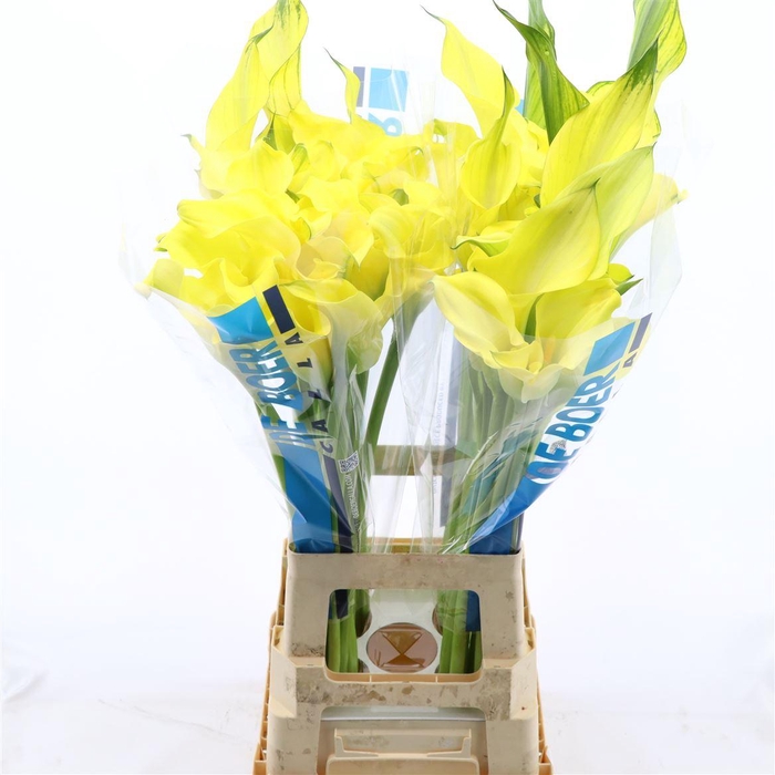 <h4>Calla Alice Springs | Dubbelbloemig</h4>