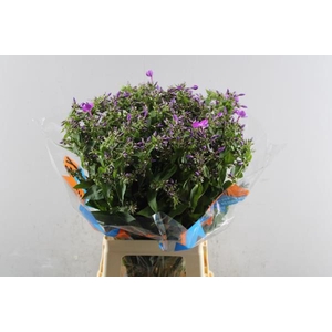 Phlox P Sky Eyes (purple)