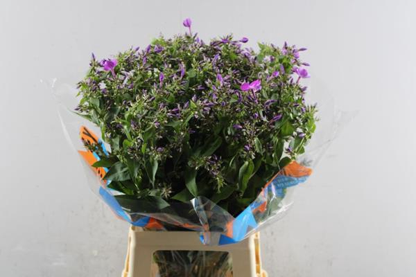 <h4>Phlox P Sky Eyes (purple)</h4>